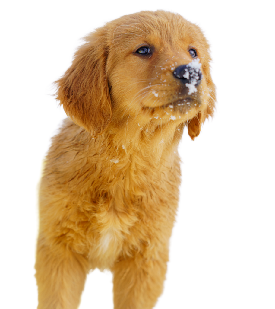Red Golden Retriever puppy from a Redline Goldens litter