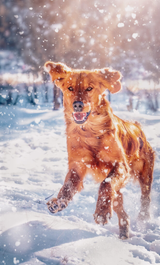 Maverick, red Golden Retriever stud at Redline Goldens