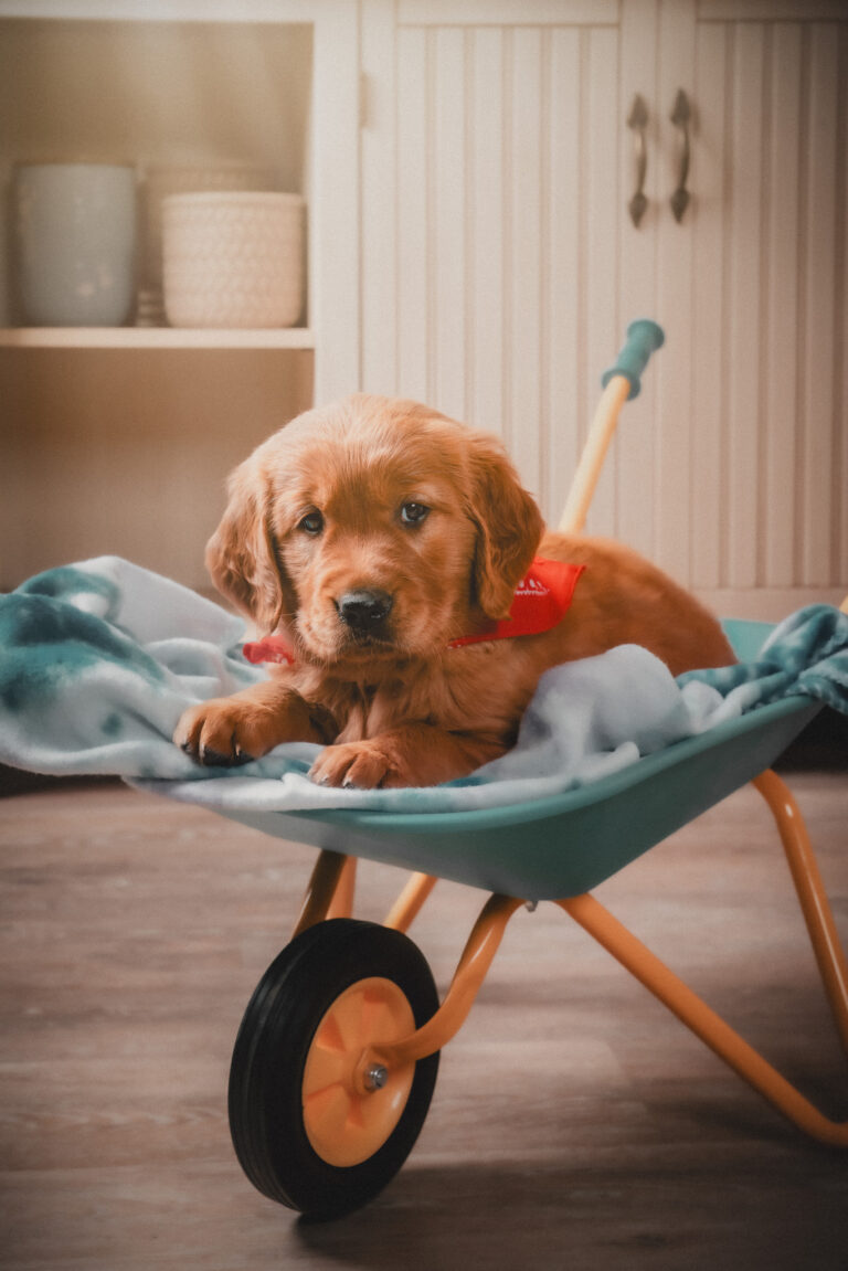 Red Golden Retriever portrait from Redline Goldens