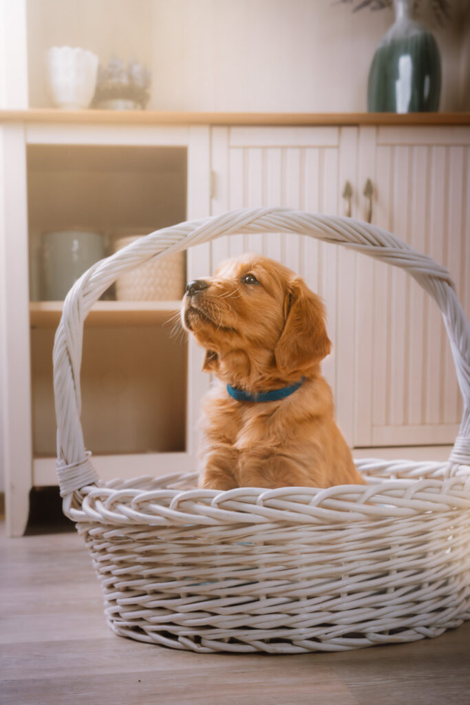 Red Golden Retriever from the Redline Goldens breeding program