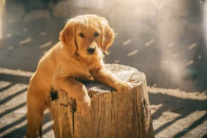 Is a Field Red Golden Retriever Right for You?