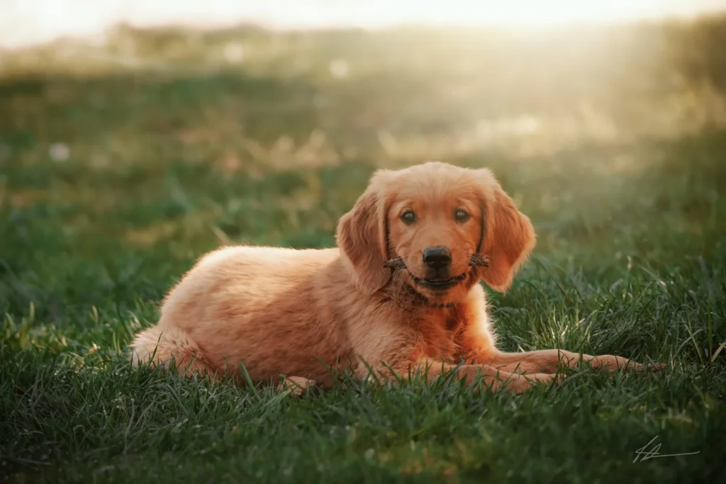 Golden Retriever puppies raised by Redline Goldens