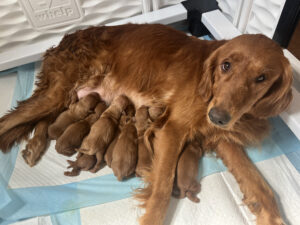 Kimber + Maverick’s 2026 Litter Is Here | Redline Goldens